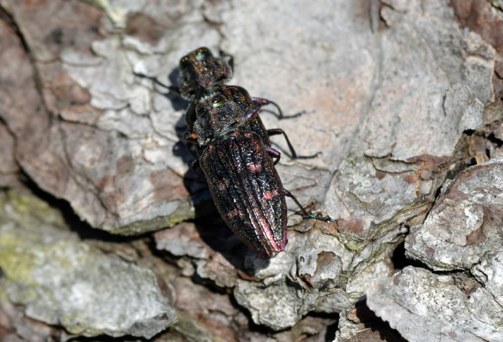 Chrysobothrys chrysostigma, Buprestidae